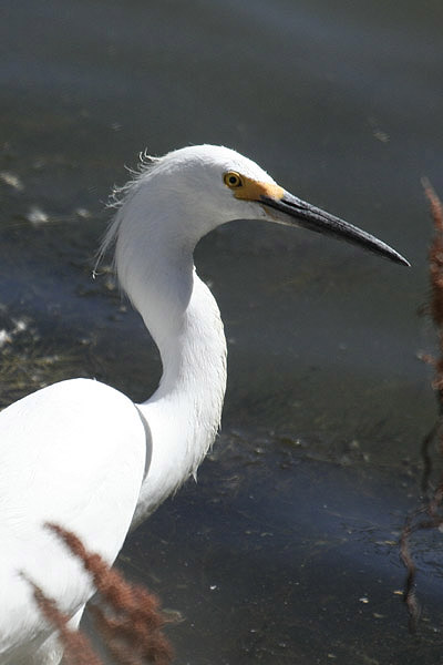 Snowy Egret by Mick Dryden