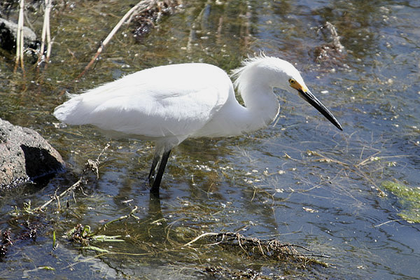 Snowy Egret by Mick Dryden