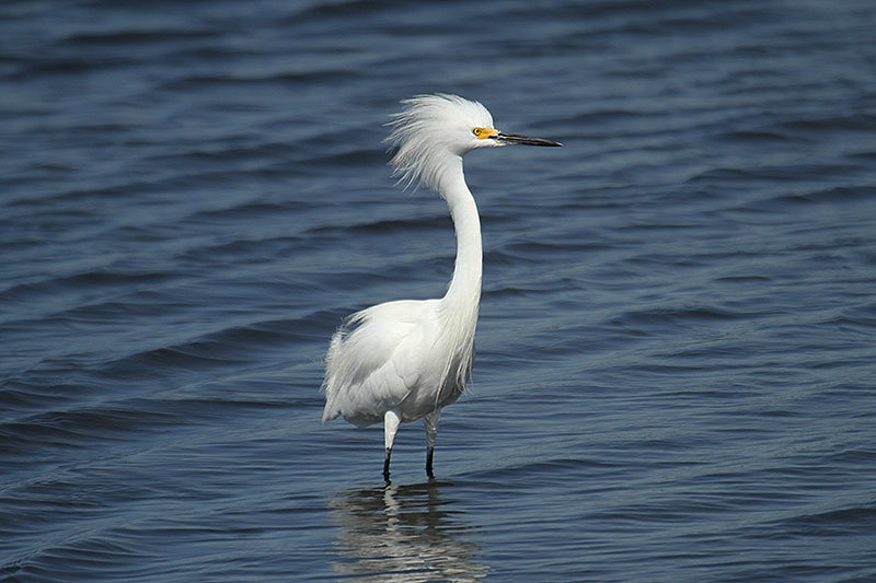 Snowy Egret by Mick Dryden