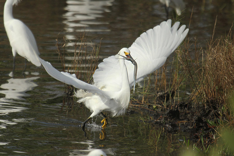 Snowy Egret by Mick Dryden