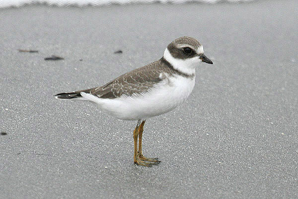 Semi-palmated Plover by Mick Dryden