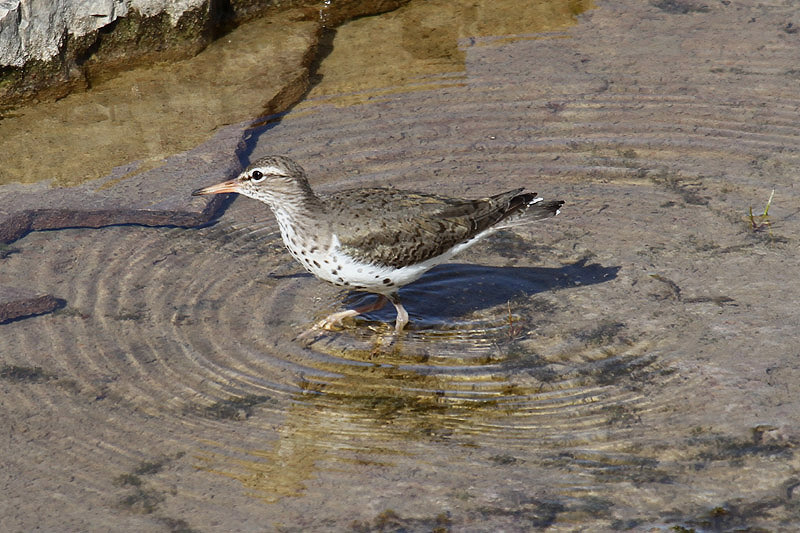 Spotted Sandpiper by Mick Dryden