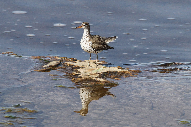 Spotted Sandpiper by Mick Dryden