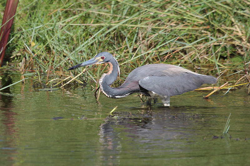 Tri-colored Heron by Miranda Collett