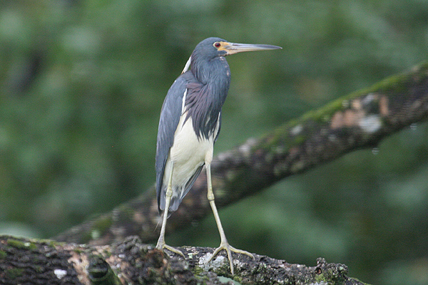 Tri-colored Heron by Mick Dryden
