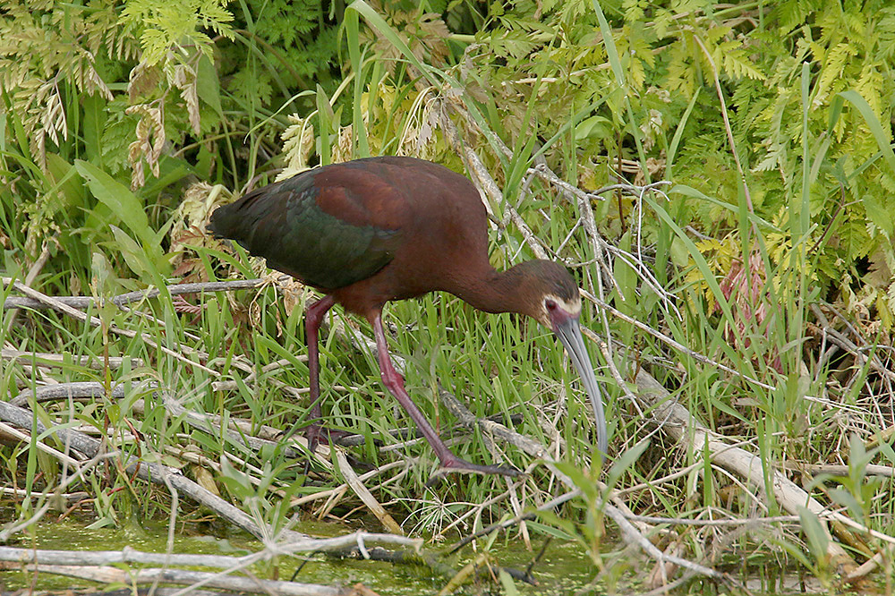 White-faced Ibis by Mick Dryden