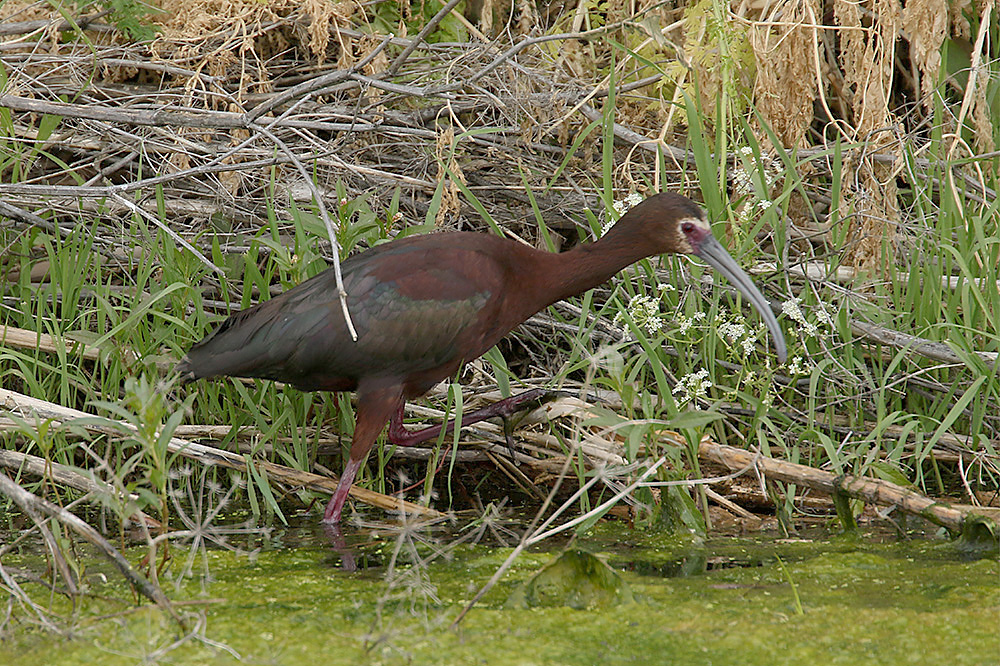 White-faced Ibis by Mick Dryden