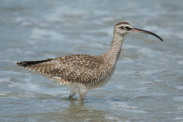 Whimbrel by Mick Dryden