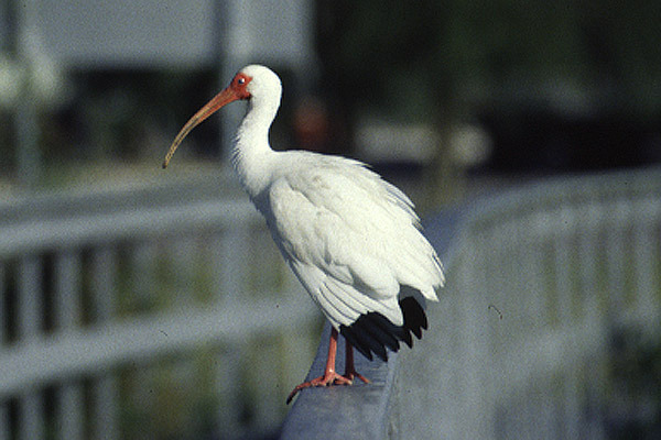 White Ibis by Mick Dryden