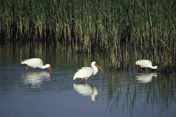 White Ibis by Mick Dryden