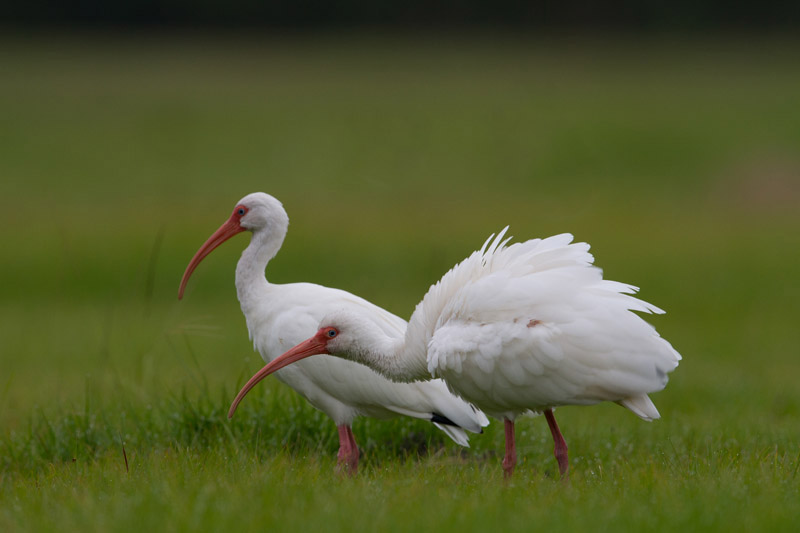 White Ibis by Miranda Collett