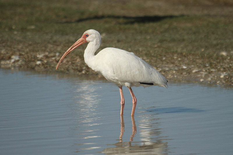 White Ibis by Mick Dryden