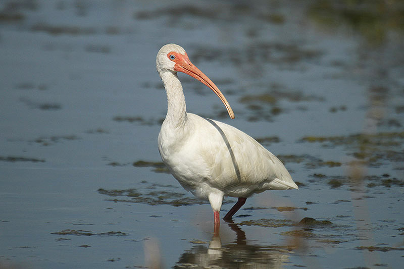 White Ibis by Mick Dryden