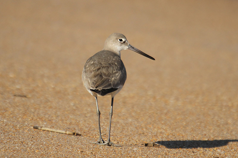 Willet by Mick Dryden