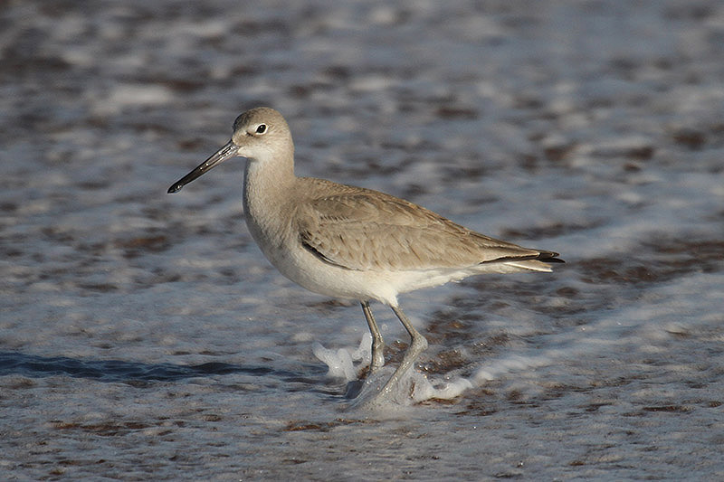 Willet by Mick Dryden