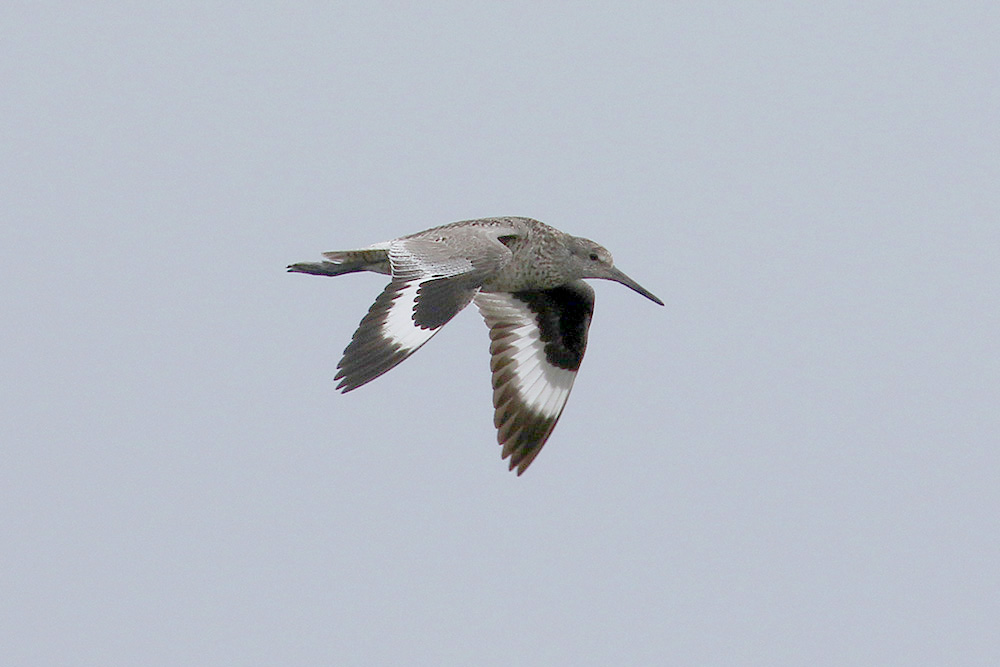 Willet by Mick Dryden
