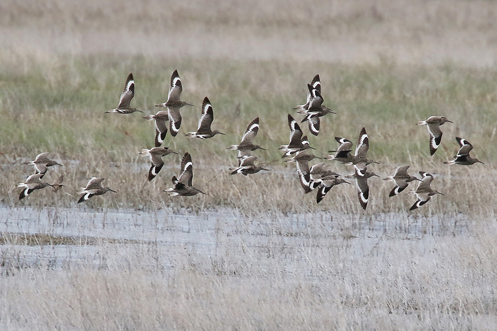 Willet by Mick Dryden