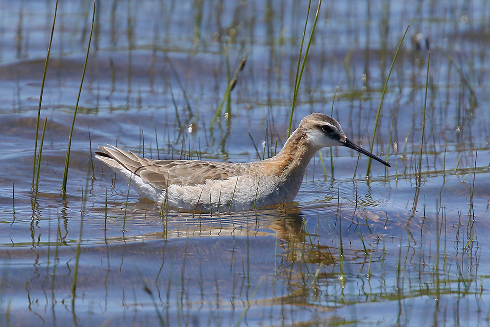 Wilson's Phalarope by Mick Dryden