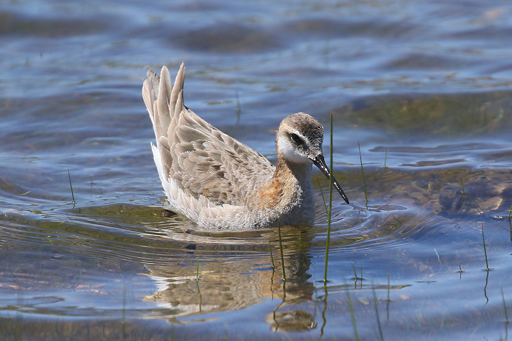 Wilson's Phalarope by Mick Dryden