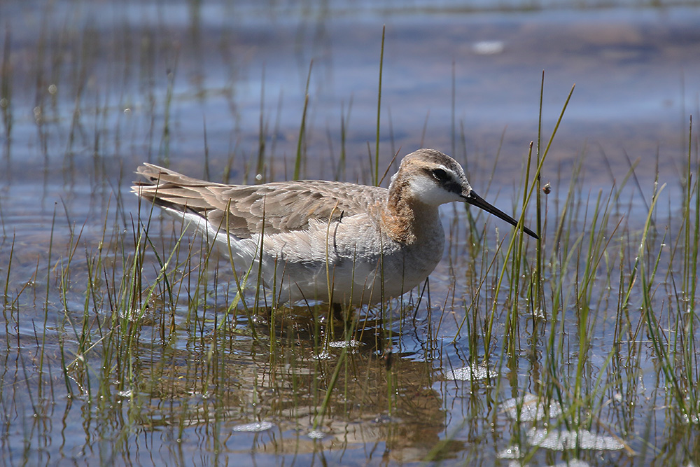 Wilson's Phalarope by Mick Dryden