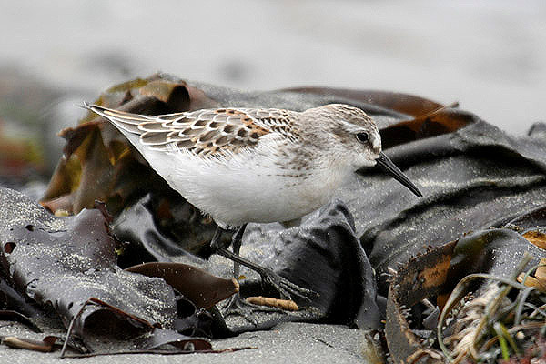 Western Sandpiper by Mick Dryden