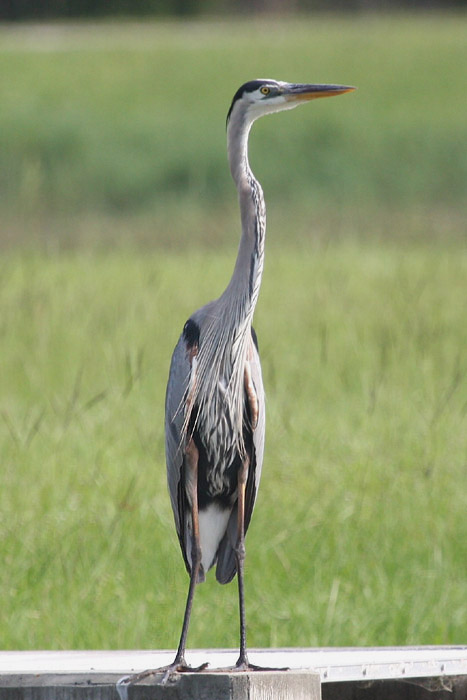 Great Blue Heron by Miranda Collett