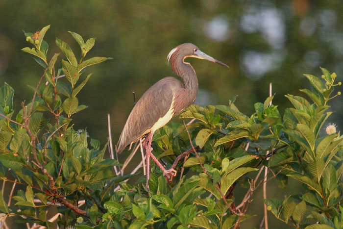 Tricolored Heron by Miranda Collett