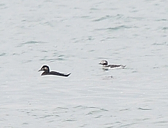 Surf scoter at La Rocque