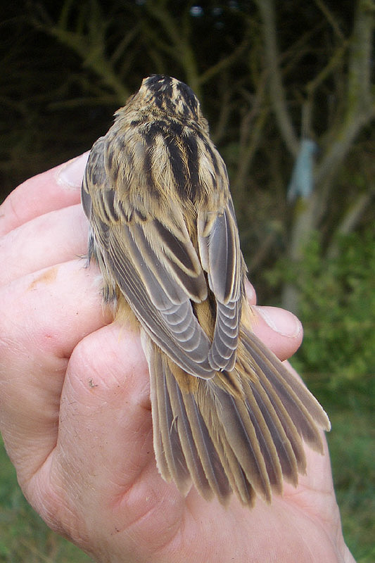 Aquatic Warbler by Tony Paintin