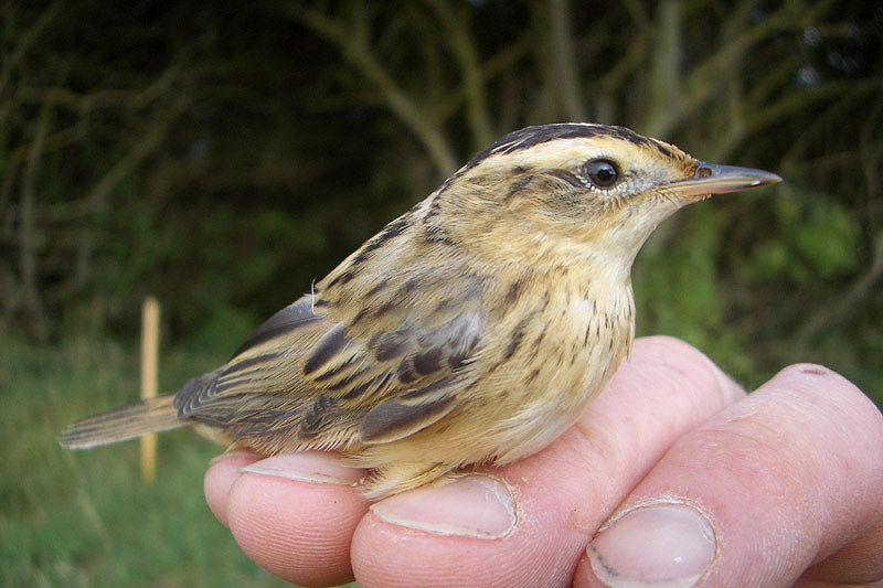 Aquatic Warbler by Tony Paintin