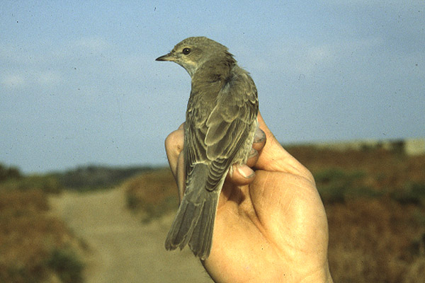 Barred Warbler by Mick Dryden