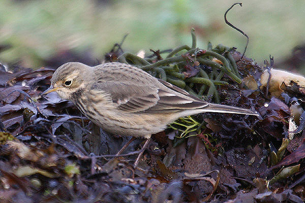 Buff-bellied Pipit by Mick Dryden