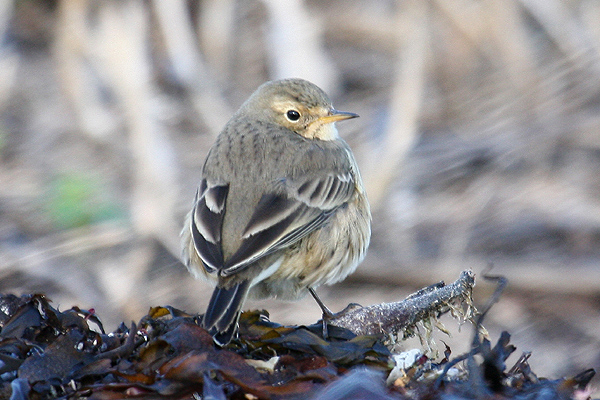 Buff-bellied Pipit by Mick Dryden