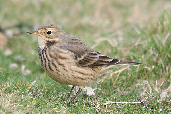 Buff-bellied Pipit by Mick Dryden