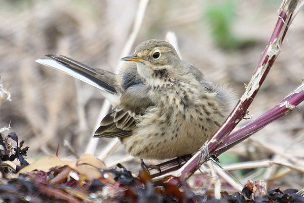 Buff-bellied Pipit by Mick Dryden