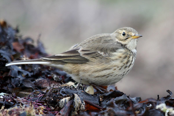 Buff-bellied Pipit by Mick Dryden