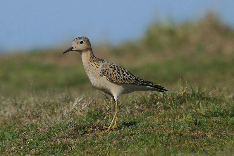 Buff-breasted Sandpiper by Mick Dryden