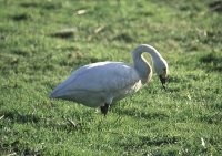 Bewick's Swan by Mick Dryden