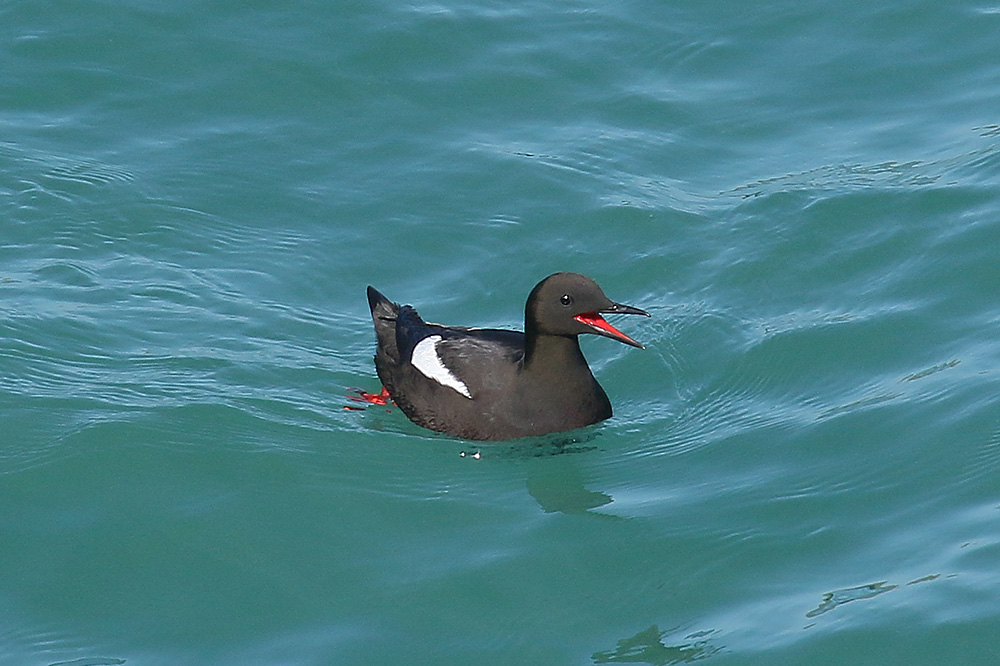 Black Guillemot by Mick Dryden