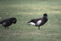 Black Brant by Mick Dryden