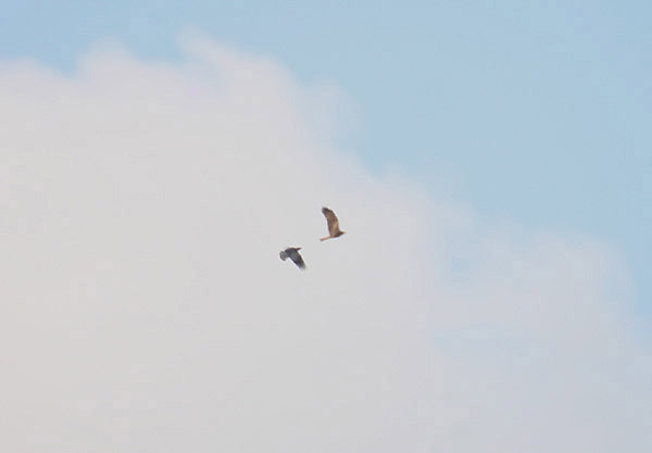 Black Kite by Mick Dryden