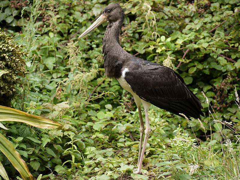 Black Stork by Piers Sangan