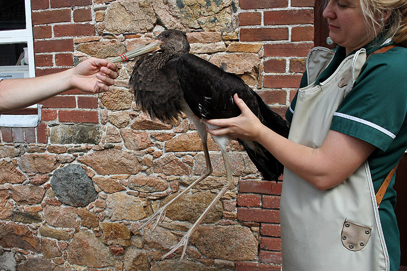 Black Stork by Mick Dryden