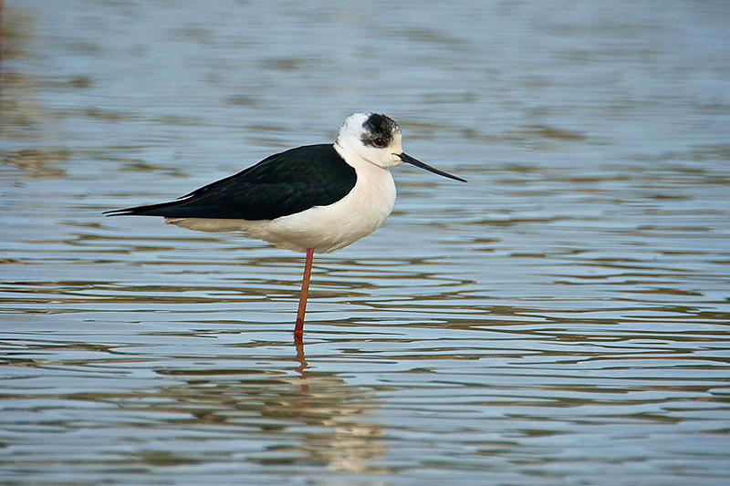 Black winged Stilt by Paul Marshall