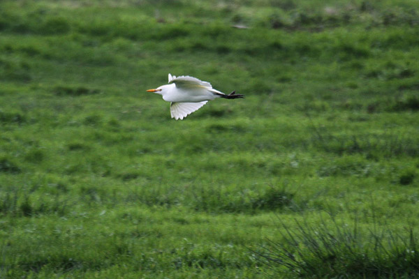 Cattle Egret by Mick Dryden