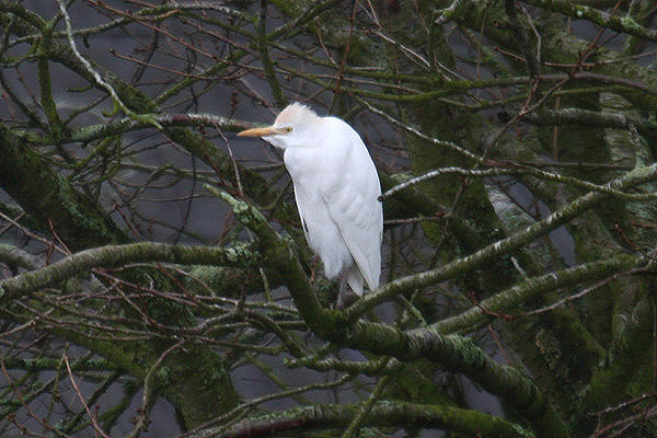 Cattle Egret by Mick Dryden