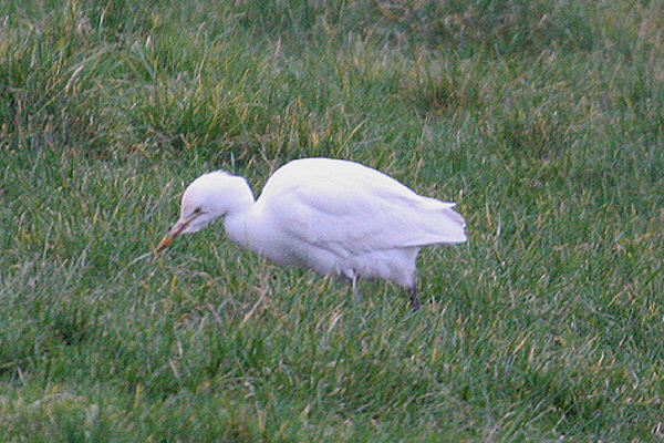 Cattle Egret by Mick Dryden