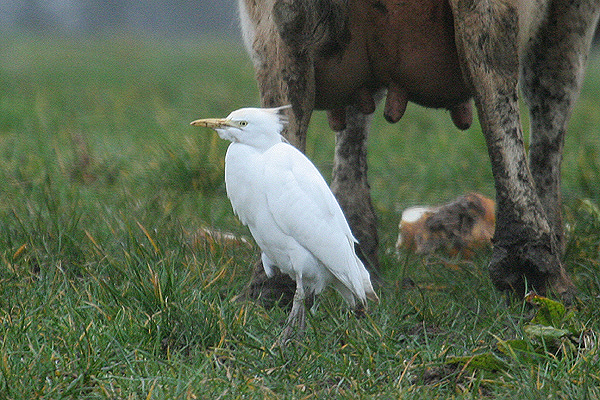 Cattle Egret by Mick Dryden