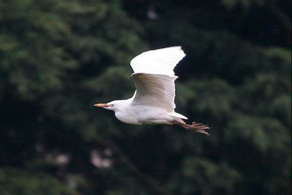 Cattle Egret by Chris Morgan