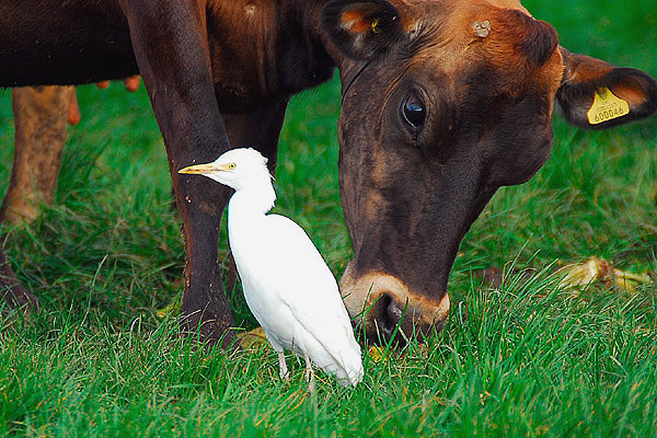 Cattle Egret by Romano da Costa